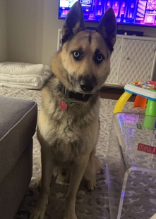 German Shepherd – Zeus