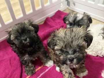 Shih Tzu – Hermosos cachorros Shih Tzu buscando un hogar lleno de amor 🏡✨ – Chester