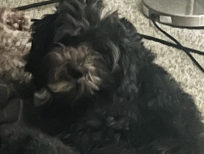 Havapoo looking for caring home- Alexandria, VA