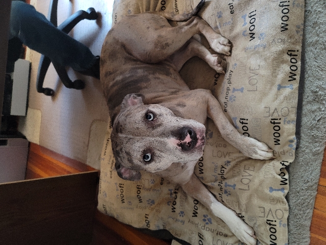 American Pit Bull Terrier – PitAussie -Sweetest Dog Needs Good Home