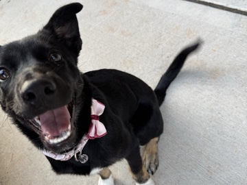 German Shorthaired Pointer – German Shepherd mixed with Siberian Husky – Boiling Springs