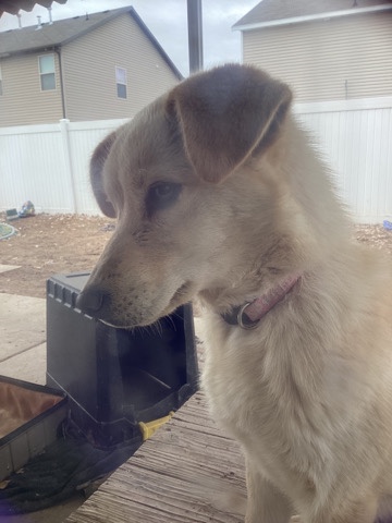 Labrador Retriever – Labrador Refriever