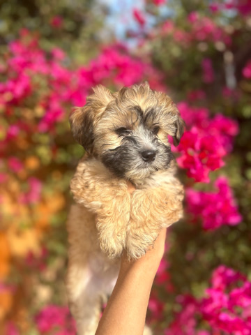 Maltese – Maltipoo