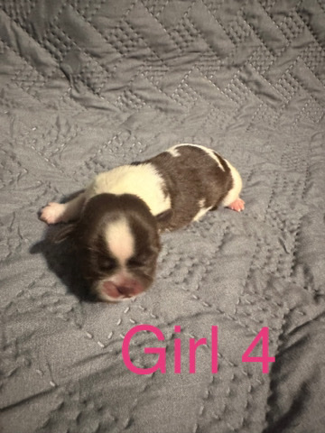 Shih Tzu – shih tzu