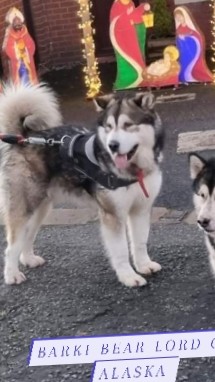 Alaskan Malamute – Alaskan malamute Stud Dog