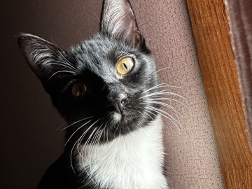 Kitty cat needs a home! – Channelview