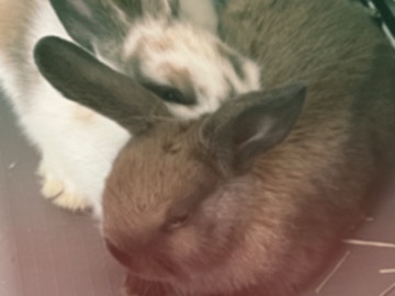 Rehoming 2 Bonded Rabbits