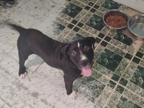 American Pit Bull Terrier – Puppies need a loving family and there forever home – Akron