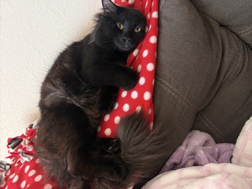 Maine Coon – Sold – Punta Gorda