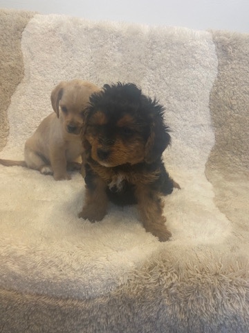 Poodle – Chipoo puppies
