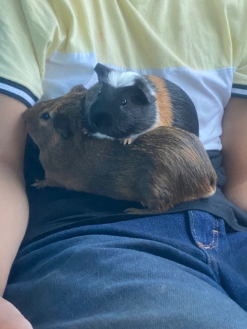Guinea pigs