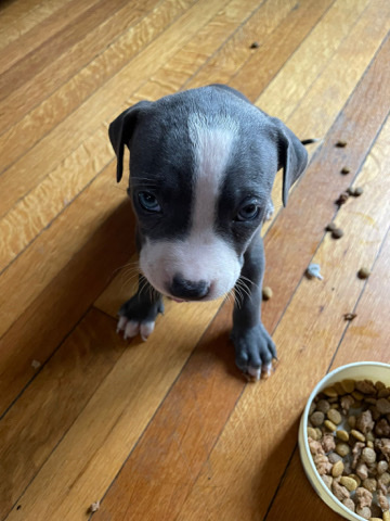 American Pit Bull Terrier – pit bull blu