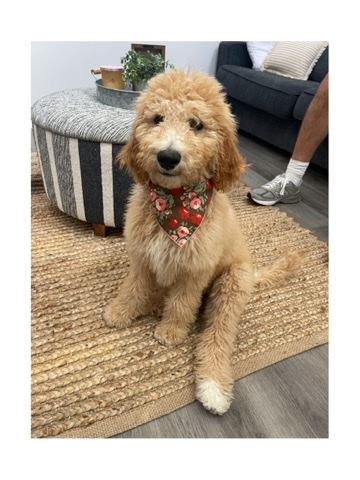 Poodle – 6 Month Female Goldendoodle