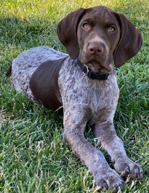 German Shorthaired Pointer – German shorthair pointer pup