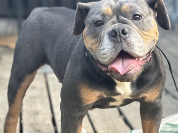 Olde English Bulldogge – 5 Y/O Olde English Bulldogge – Pipersville