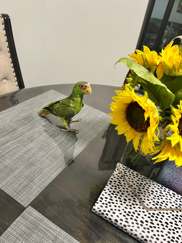 Amazon Parrot – Amazon Parrot