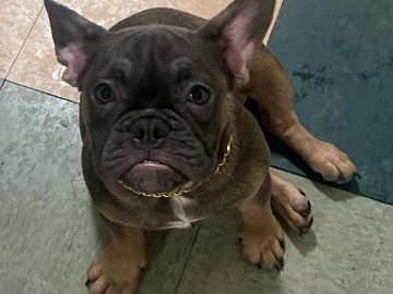 Bulldog – French bulldog female