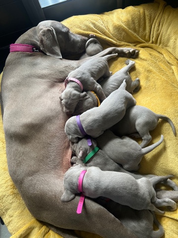 Weimaraner – Champion bloodline stunning quality Weimaraner’s