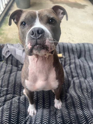 American Pit Bull Terrier – 7 month old pit free to a good home