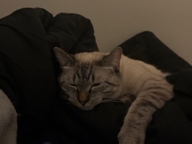 cat rehome – Louisville