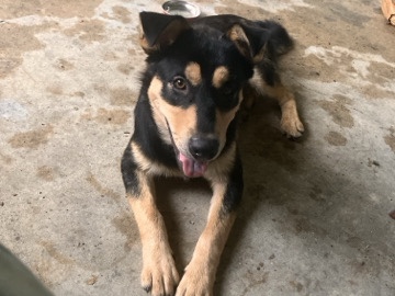 Rottweiler - Rehome! loving, sweet, smart doggo available for adoption in San Antonio