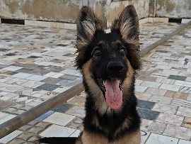 German Shepherd – Active German Shepherd Puppy for Sale – 5 Months Old in Ahmedabad – Ahmedabad