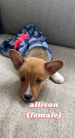 Pembroke Welsh Corgi – Pembroke Welsh Corgi, named Allison