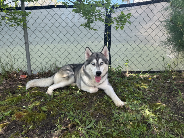 Siberian Husky – Friendly 1-Year-Old Siberian Husky for Sale in Livonia – Livonia