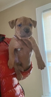 XL Bully