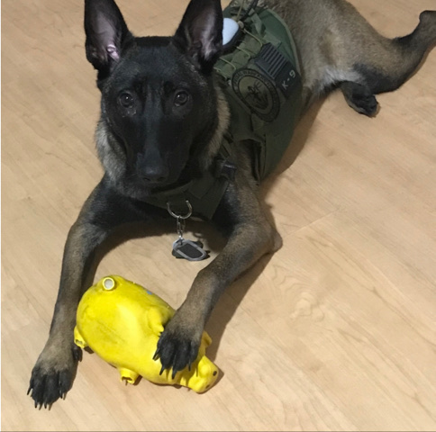 Belgian Shepherd Dog (Malinois) – Belgian Malinois pup