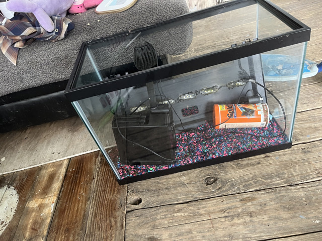 Goldfish – fish and tank – Red Boiling Springs