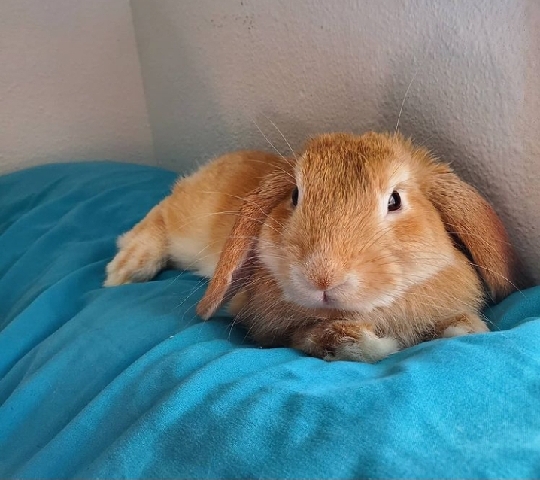 Male rabbit