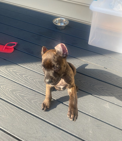 Cane Corso – Cane Corso-Roman- Comes w/papers