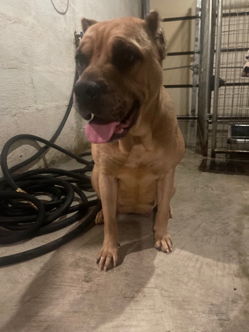 Cane Corso – cane corso puppies