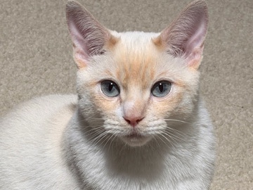 Siamese – domestic short hair – Fremont