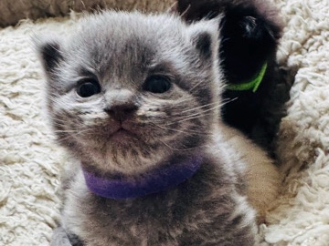 British Shorthair – L5 3QQ – Liverpool