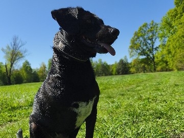 Others - Handicap Junghündin Luna  available for adoption in Cottbus