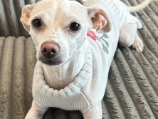 Chihuahua – looking for a new home – Forney