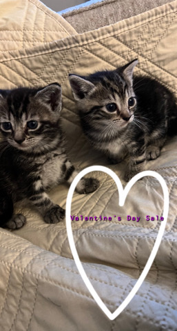 Valentine Kittens 