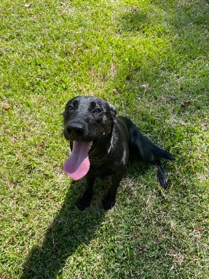 Labrador Retriever – Pure Bred Black Labrador 11 months old – Portsmouth