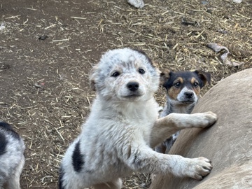  Border collie McNabbs 