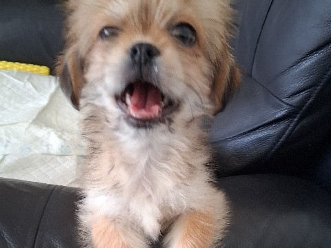 Shih Tzu – beautiful  ginger and  white boy – West Midlands