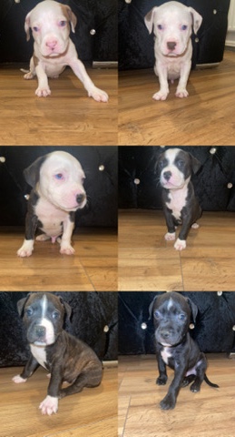 American Pit Bull Terrier – American bully ready to go