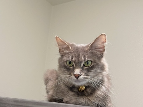 American Wirehair – A cute fluffy grey and white tabby cat – Santa Ana