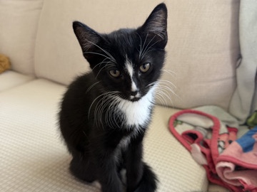 American Shorthair – Luna – Los Angeles
