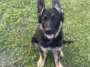 German Shepherd – German shepherd – Powder Springs