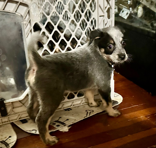 Australian Cattle Dog – Blue Heeler/Australian Cattle Dog Female Puppy - Ready for New Home Now! Located in Olympia, WA!