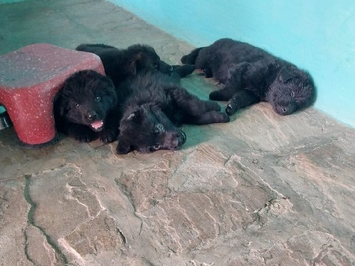 German Shepherd – three German Shepherd – Nimbahera