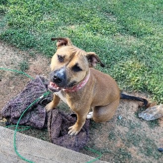 English Mastiff – Female Pitt/Mastiff mix