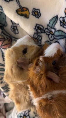 Guinea Pig – Two Guinea pigs – Antioch